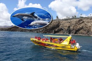 Dolphin search Mini Cruise and snorkeling from Lanzarote