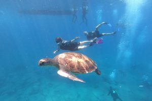 Snorkeling and Boat Tour in a Turtle Area