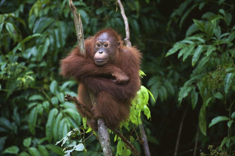 Malaysia-Borneo-Young-Orangutan